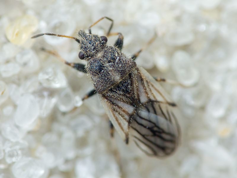 Camptotelus lineolatus (Schilling, 1829)